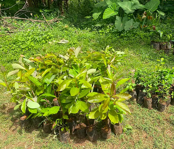 Concept One Foundation 5